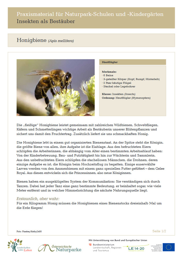 Honigbiene-Bild1